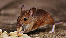 24 Hour & Emergency Exterminators in Ridgely, MD